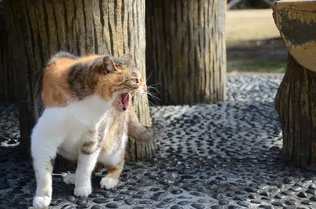 Chat_crache.jpg