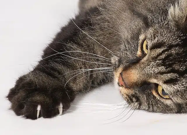 cat-2943414_640.jpg