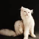Chat qui se gratte