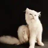 Chat qui se gratte