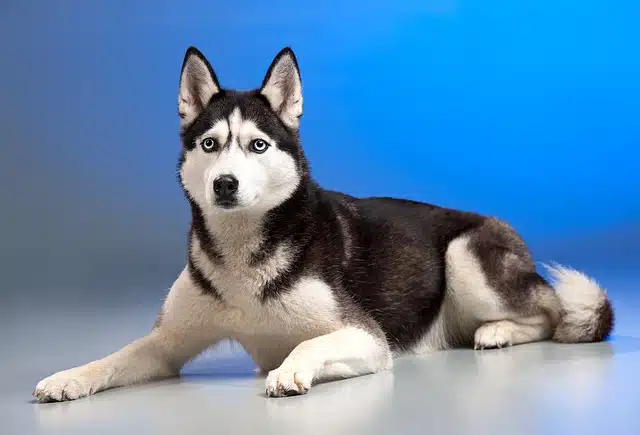 dog-2016708_640.jpg