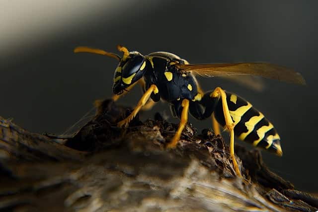 wasp-7995621_640.jpg