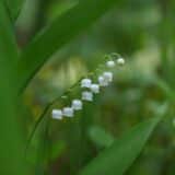 Muguet