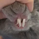 Importance dents